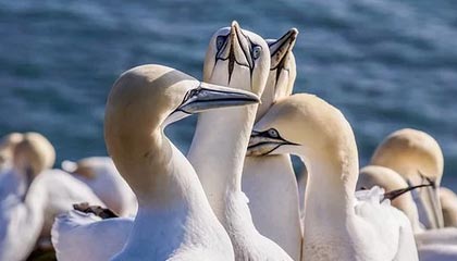 梦剧场重建序章？卡里克力荐新援，曼联夏窗引援风云再起